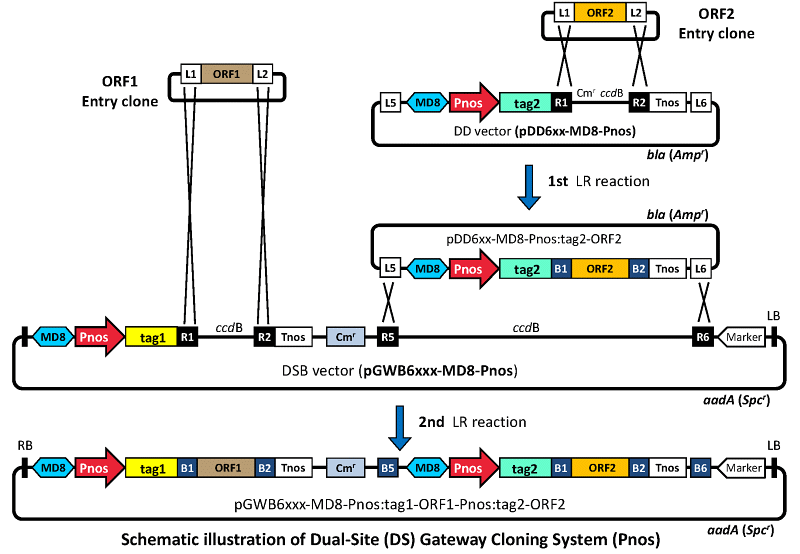 Pnos system