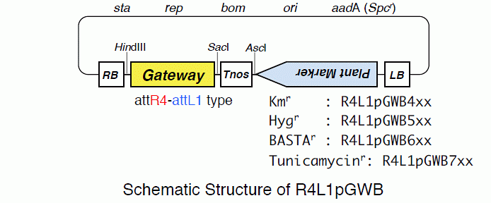 R4L1pGWB series