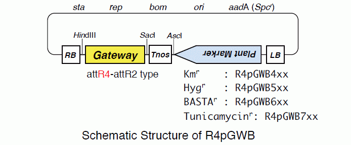 R4pGWB series