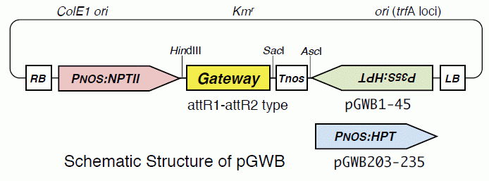 pGWB series