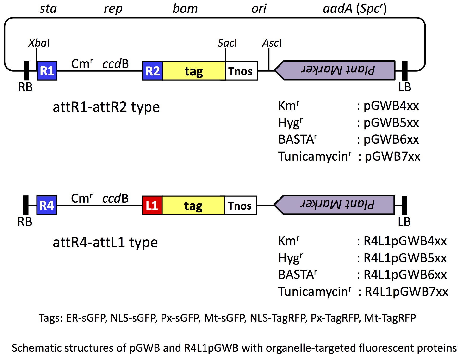 Gateway Binary Vector with organelle-targeted fluorescent protein