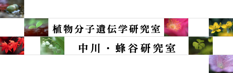 中川研究室＜植物分子遺伝学研究室＞